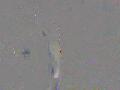 Spy Raynalma's cam